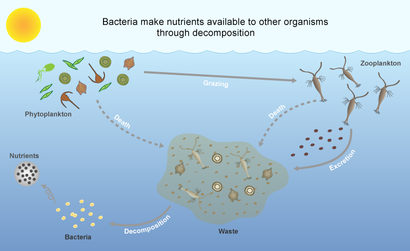 bacteria decomposition ocean
