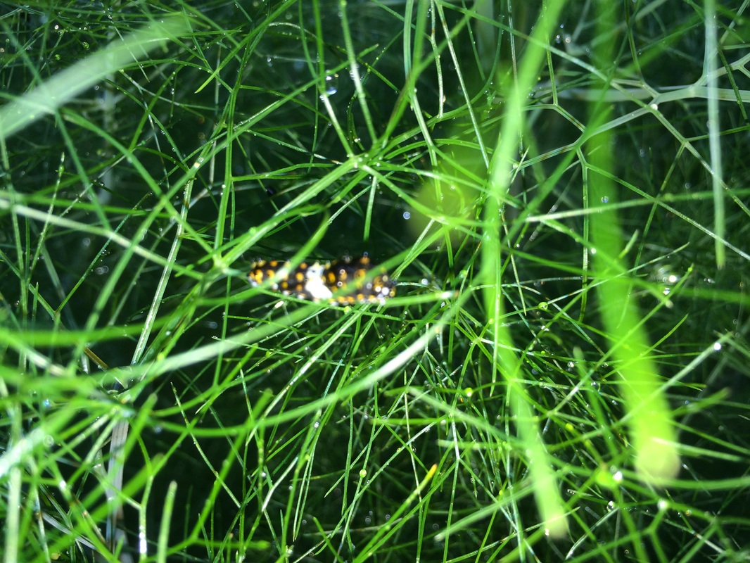 butterfly garden swallotail caterpillar instar