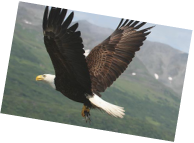 Alaska Bald Eagle