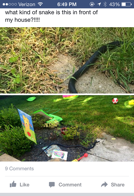 Eastern Rat Snake, Big Black Snake, Snake in yard, Huge black snake