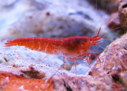 red shrimp, Halocridina rubra