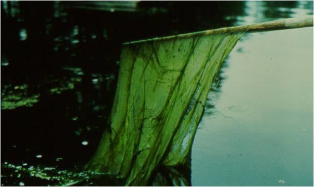 filamentous green algae