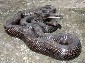 eastern rat snake