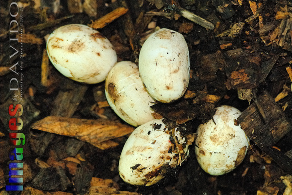 Eastern Rat Snake Eggs