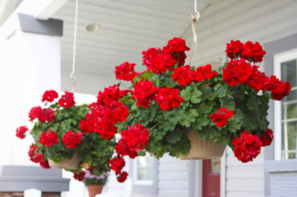 geraniums, hanging basket, fundraiser