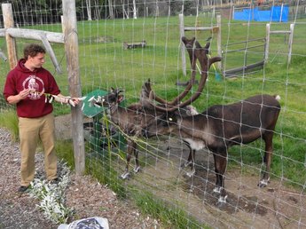 LARS, Reindeer, Large Animal Research Station, Fairbanks, AK, University of Alaska, Fairbanks