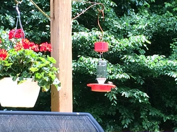 hummingbird feeder nectar