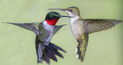 hummingbird male female ruby throated red