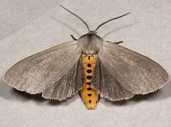 milkweed tussock moth