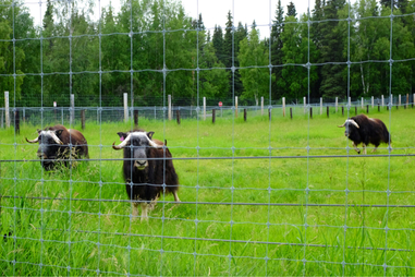 Musk-oxen, LARS, University of Alaska, Fairbanks, Large Animal Research Station