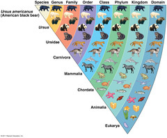 bear classification, domain kingdom genus