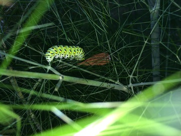 butterfly garden swallotail caterpillar instar